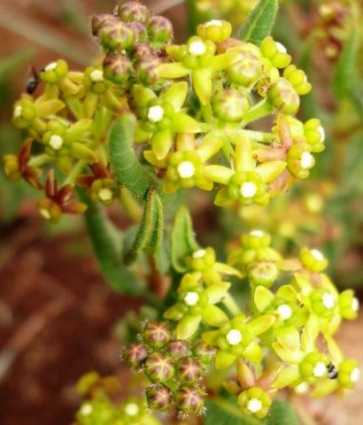 Xysmalobium asperum